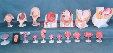 HUMAN PREGNANCY SERIES MODEL (18 PCS / SET)